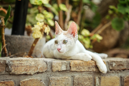 白色流浪猫躺在由砖块、花园树木和背景树叶制成的人行道上。