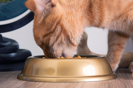 猫吃食物摄影照片_一只红猫从碗里吃东西
