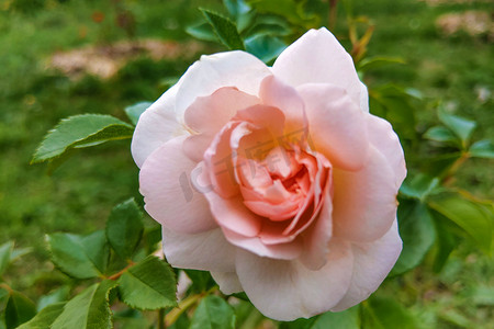 三八妇女节花瓣摄影照片_花园中背景模糊的粉色玫瑰花