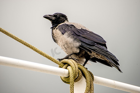 拖网渔船栏杆上的蒙面乌鸦