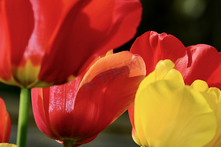 一朵美丽的花园郁金香花（百合科）的特写照片，鲜红色和黄色。