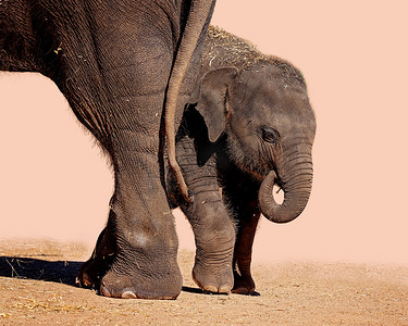 一只小象和它的妈妈