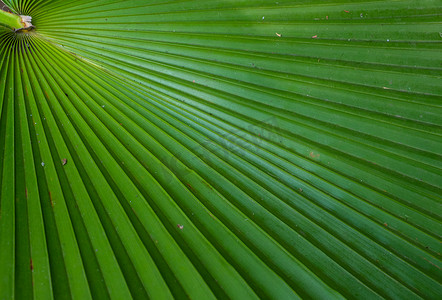 光影的发挥，绿色棕榈叶附近直线的质感