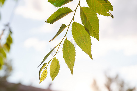 光芒摄影照片_榆树的叶子在模糊的背景上，日落时太阳的光芒。