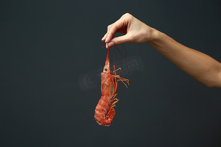 黑色背景中拿着新鲜生红海螯虾、龙虾、大虾或虾的女性手的特写。