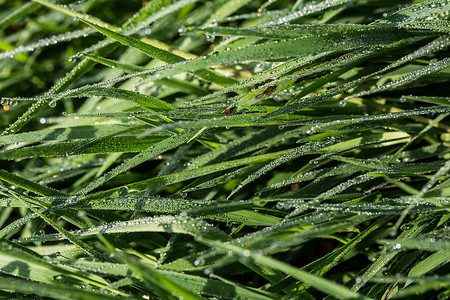 水凝结摄影照片_绿草叶与早晨的露珠