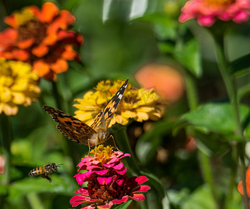 蜜蜂和蝴蝶摄影照片_蝴蝶和蜜蜂