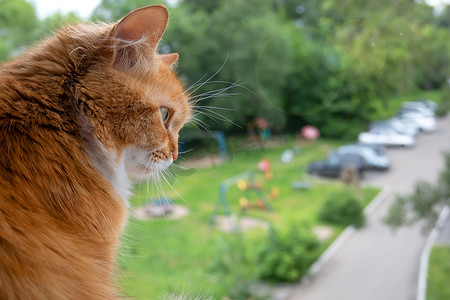 猫坐在高层多层建筑的窗台上