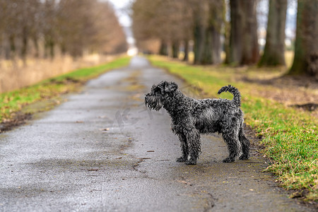 在公园的小巷里散步的小黑雪纳瑞犬