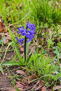 春天景象摄影照片_草丛中紫色的普通风信子作为春天的象征