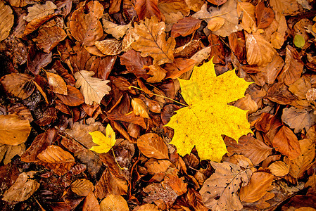 在秋天颜色的枫叶在森林地板上