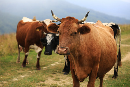 秋天多云的风景，背景是新鲜的绿色山地牧场上放牧的牛群。