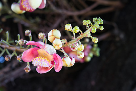 炮弹花 (Couroupita guianensis) 在树上