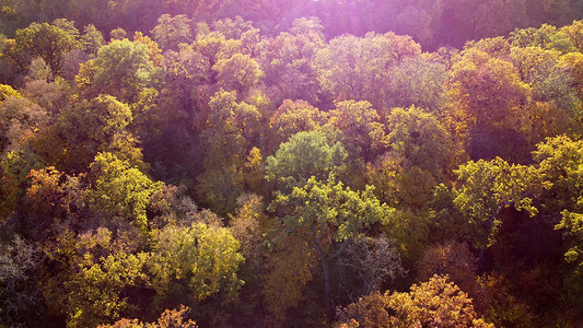 在阳光明媚的秋日飞过树梢上挂着黄色的树叶。