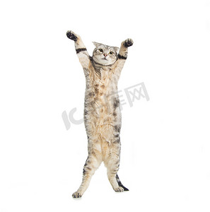站着的猫摄影照片_有趣的美国短毛猫站着跳舞