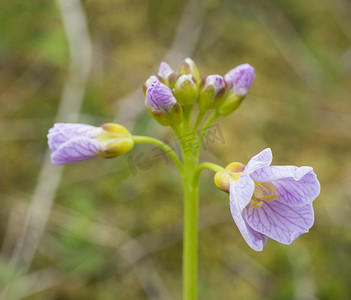 挤奶女工摄影照片_特写宏观开花的粉红色丁香 Cardamine pratensis（杜鹃花、女士工作服、五月花或挤奶女工）在绿色散景背景、鲜艳的色彩