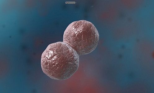 球菌是任何具有球形、椭圆形或大致圆形的细菌或古细菌。