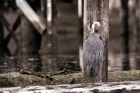 大蓝鹭站在原木上整理和清洁羽毛