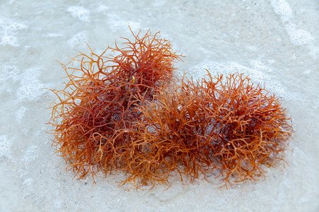 红藻被冲上佛罗里达州墨西哥湾沿岸