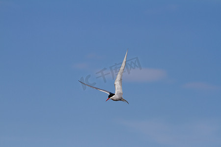 飞行中的小鸟摄影照片_飞行中的北极燕鸥展开翅膀，背景是蓝天