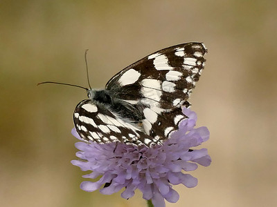 Knautia 上的大理石纹白蝴蝶