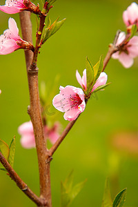 早春桃花摄影照片_在早春特写镜头的桃花。纹理或背景。