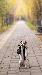 杰克罗素梗犬牵着皮带在秋季公园散步。