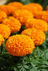 植物花朵干花摄影照片_万寿菊橙色（Tagetes erecta，墨西哥万寿菊）