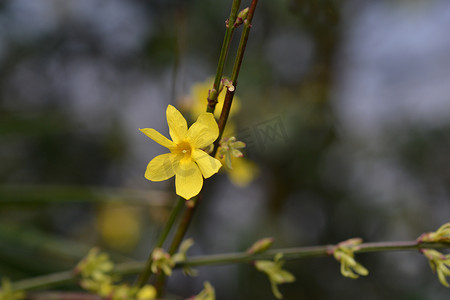 迎春花摄影照片_迎春花