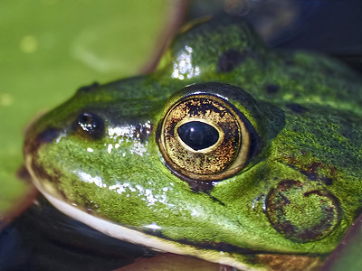 一只小绿水蛙的黄色眼睛的宏观