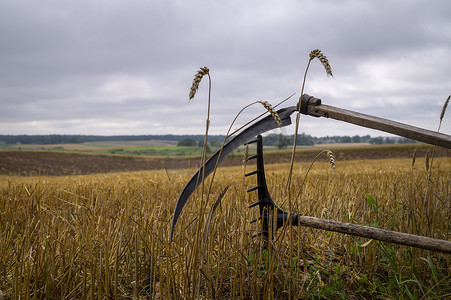 中共镰刀摄影照片_在收割的田地里质朴的镰刀和耙子