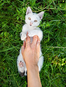 一个女孩和猫的摄影照片_一只白色的小猫躺在绿草上，和一个女孩玩耍，一只顽皮的小猫，俯视。