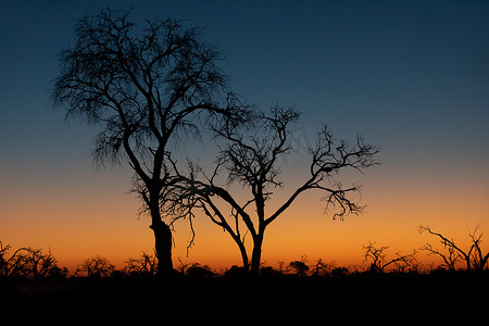 与树的非洲日落在前面