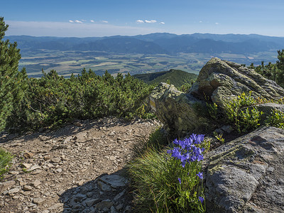 从 Baranec 的远足小径欣赏 Liptov 山谷的景色，那里有黄色的小径标志和盛开的蓝色风铃草花、西塔特拉山脉或 Rohace。