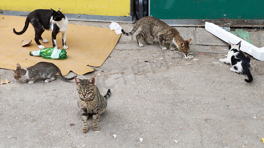 垃圾附近的许多流浪猫关闭
