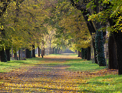 一条绿树成荫的道路的秋天景色，树叶变黄。