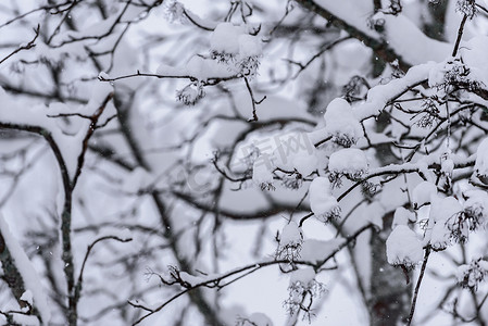 在拉普兰的冬季，树上覆盖着大雪