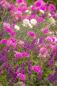 金色九月摄影照片_金色夕阳下的紫色和粉色花朵，法国吉维尼的田园风光