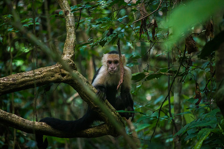 石子摄影照片_哥斯达黎加雨林中一只猴子的特写