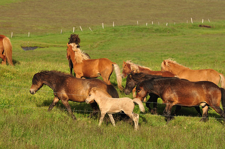 大片来袭摄影照片_冰岛一大片马群的美丽景色