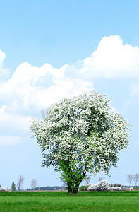 风筒风摄影照片_树和蓝天