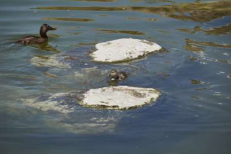 两只鸭子在石头旁边的湖里游泳