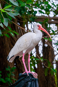 美国白宜必思 (Eudocimus albus)，一只长着红嘴的鸟，栖息在佛罗里达州的一棵树上