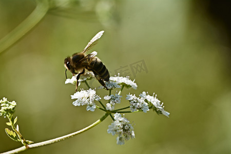 白花上的蜜蜂吃花粉