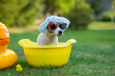 戴着浴帽和太阳镜的狗杰克罗素梗在草坪上洗澡。