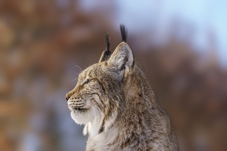 天猫520告白季摄影照片_1 英俊的天猫座在多雪的冬天森林里