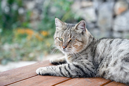 斑点背景摄影照片_灰斑猫放松地躺在花园背景的阳台地板上，特写