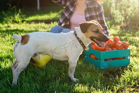 杰克罗素梗在菜园里玩耍 — 宠物和狗的概念