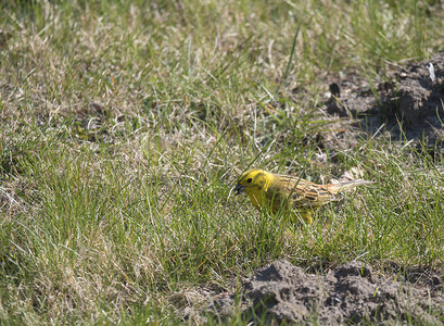 黄渤海候鸟栖息地摄影照片_春天草丛中的黄锤，嘴里衔着昆虫。 