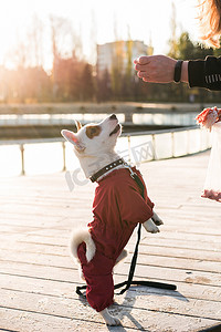 在冬季公园寒冷的日子里，在户外训练她的小狗杰克罗素梗犬的女人 — 宠物或狗的配饰和主人的概念
